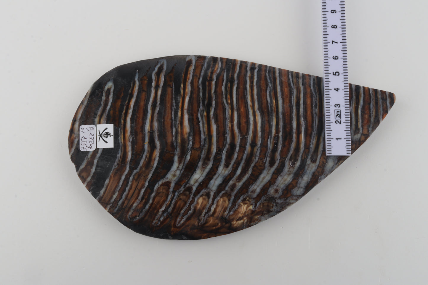 Stabilized mammoth molar slab