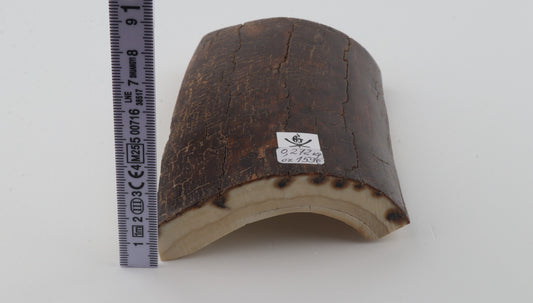 Brown mammoth bark