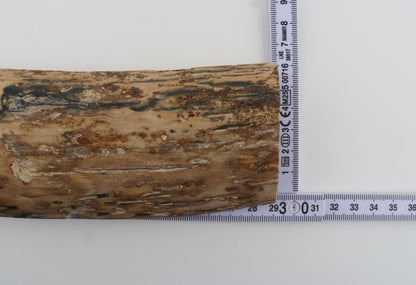 Beige-blue mammoth bark