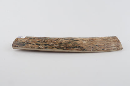 Beige-blue mammoth bark