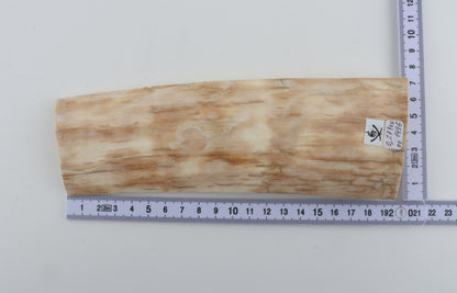 Creme mammoth bark