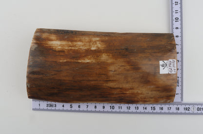 Beige mammoth bark