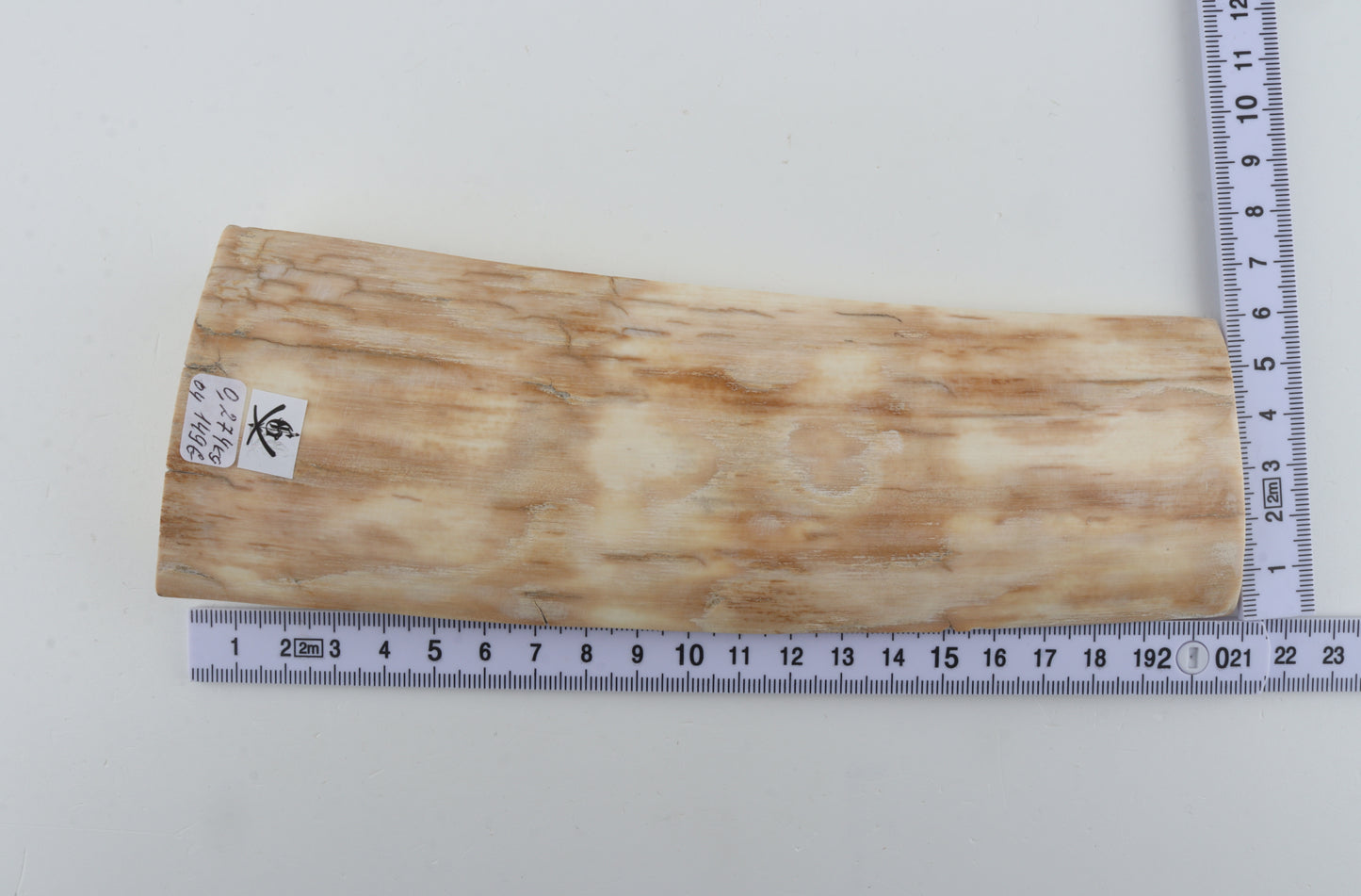 Creme mammoth bark