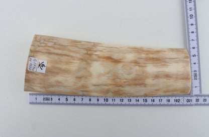 Creme mammoth bark