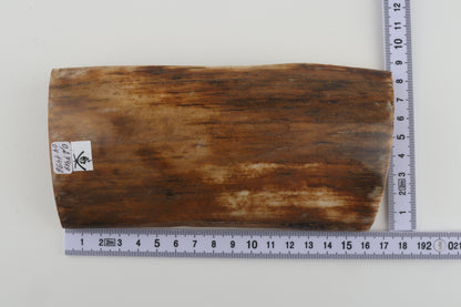 Beige mammoth bark