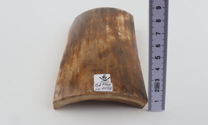 Beige mammoth bark