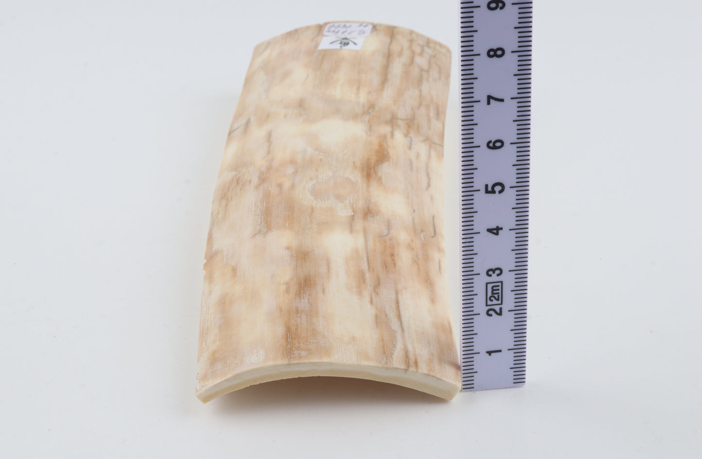 Creme mammoth bark