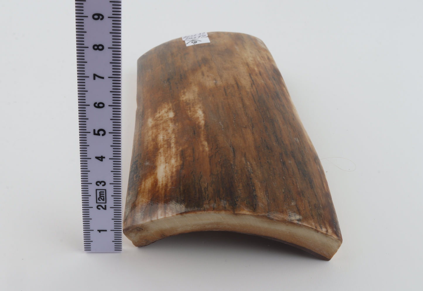 Beige mammoth bark