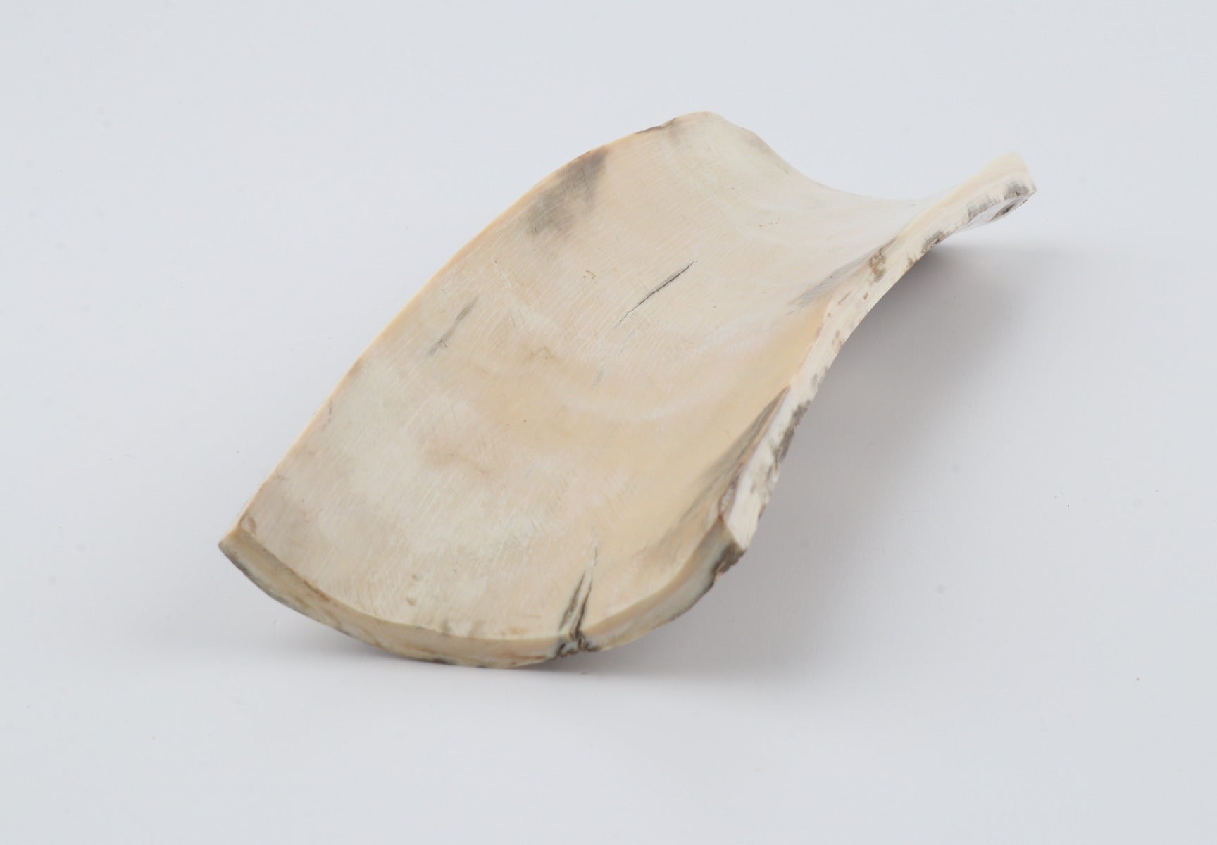 Beige-green mammoth bark