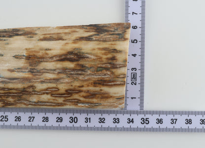Orange mammoth bark