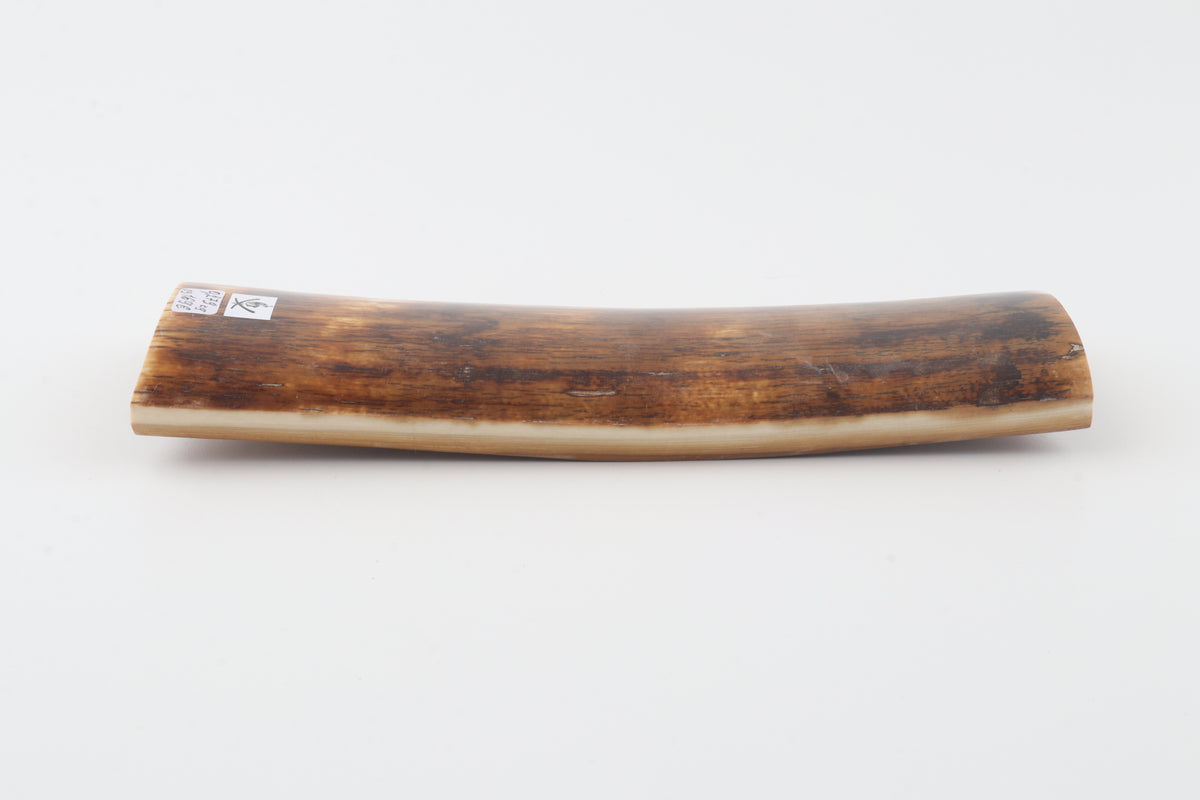 Brown-amber mammoth bark