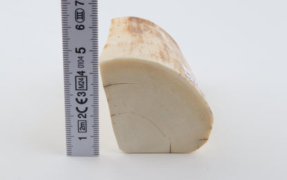 Natural mammoth ivory piece