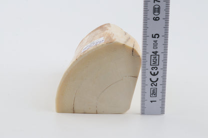 Natural mammoth ivory piece
