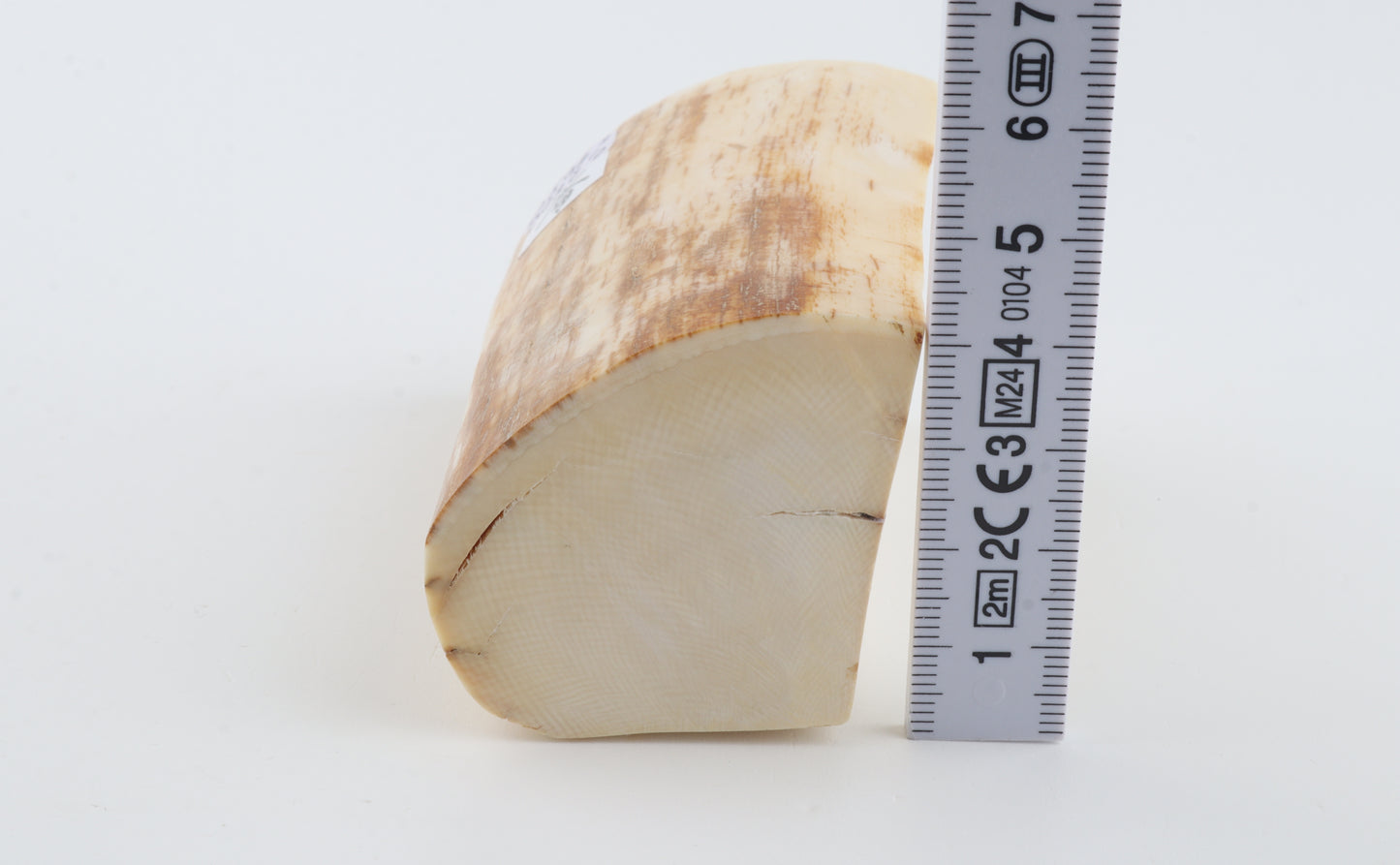 Natural mammoth ivory piece