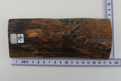 Mustard-black mammoth bark