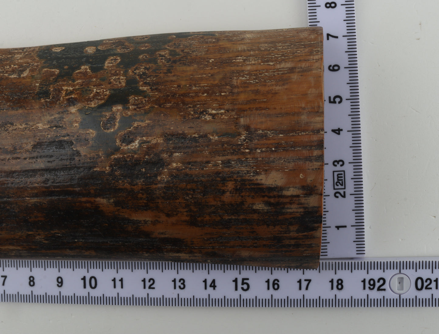 Mustard-black mammoth bark