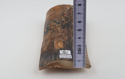 Mustard-black mammoth bark