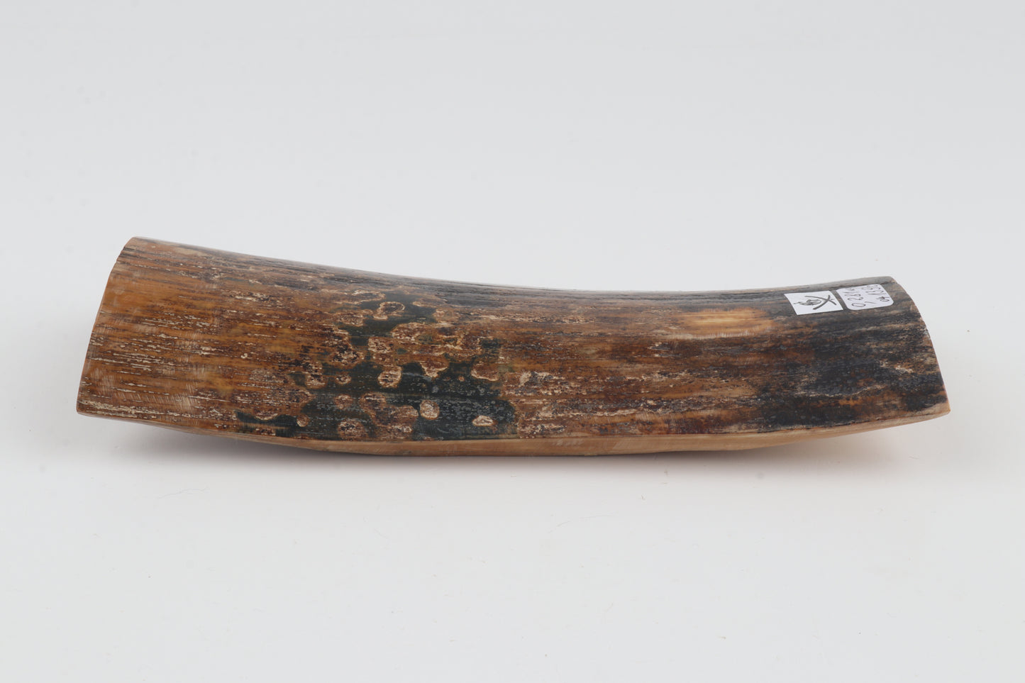 Mustard-black mammoth bark