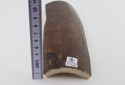 Brown mammoth bark