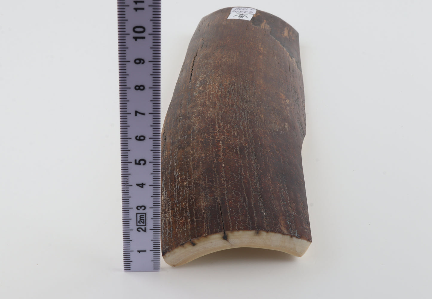 Brown mammoth bark