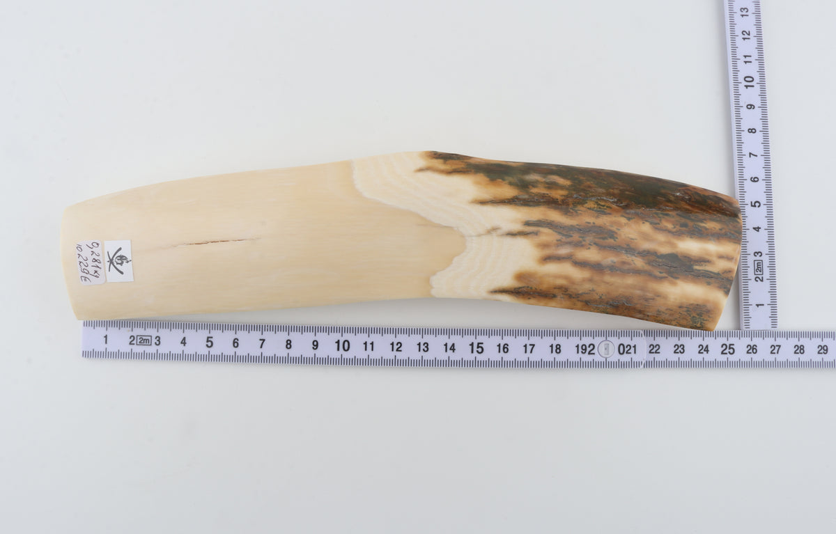 White-brown mammoth ivory piece