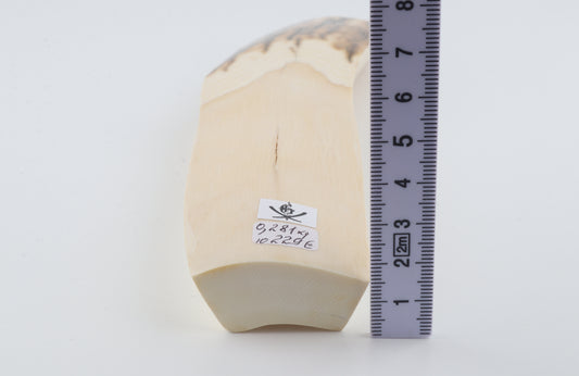 White-brown mammoth ivory piece