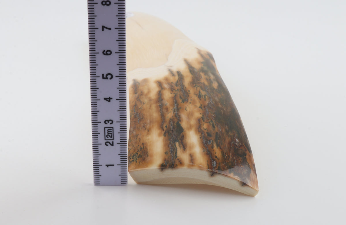 White-brown mammoth ivory piece