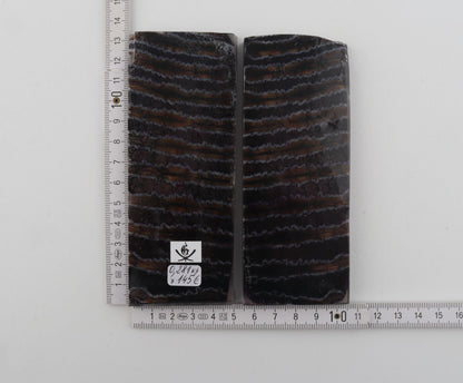 Stabilised mammoth molar scales