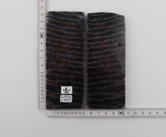 Stabilised mammoth molar scales
