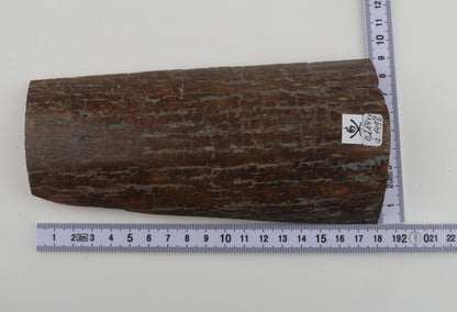 Brown mammoth bark