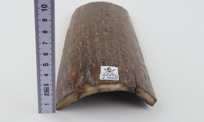 Brown mammoth bark