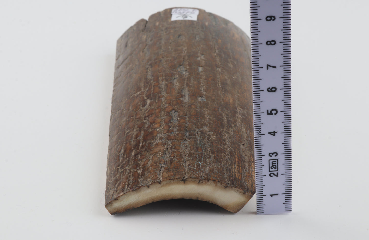 Brown mammoth bark