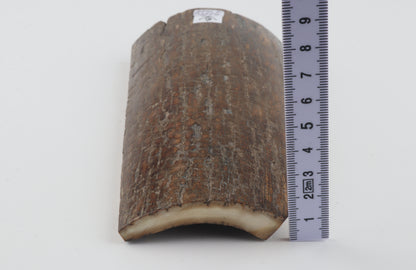 Brown mammoth bark