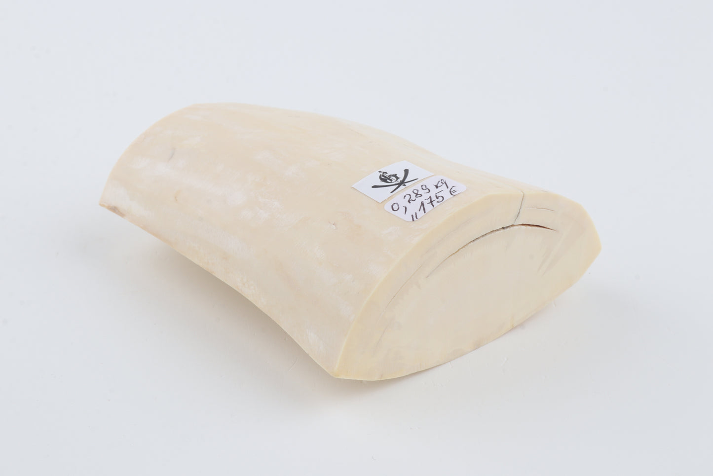 White mammoth tusk piece