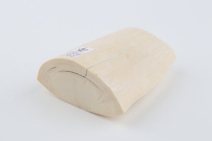 White mammoth tusk piece