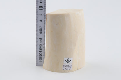White mammoth tusk piece