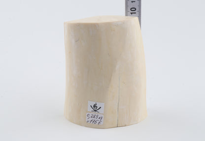 White mammoth tusk piece