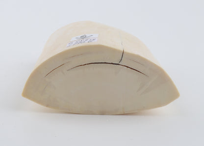 White mammoth tusk piece