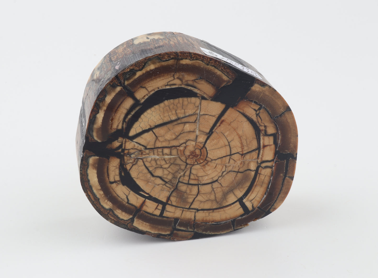 Stabilized mammoth ivory block