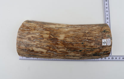 Creme-orange mammoth bark