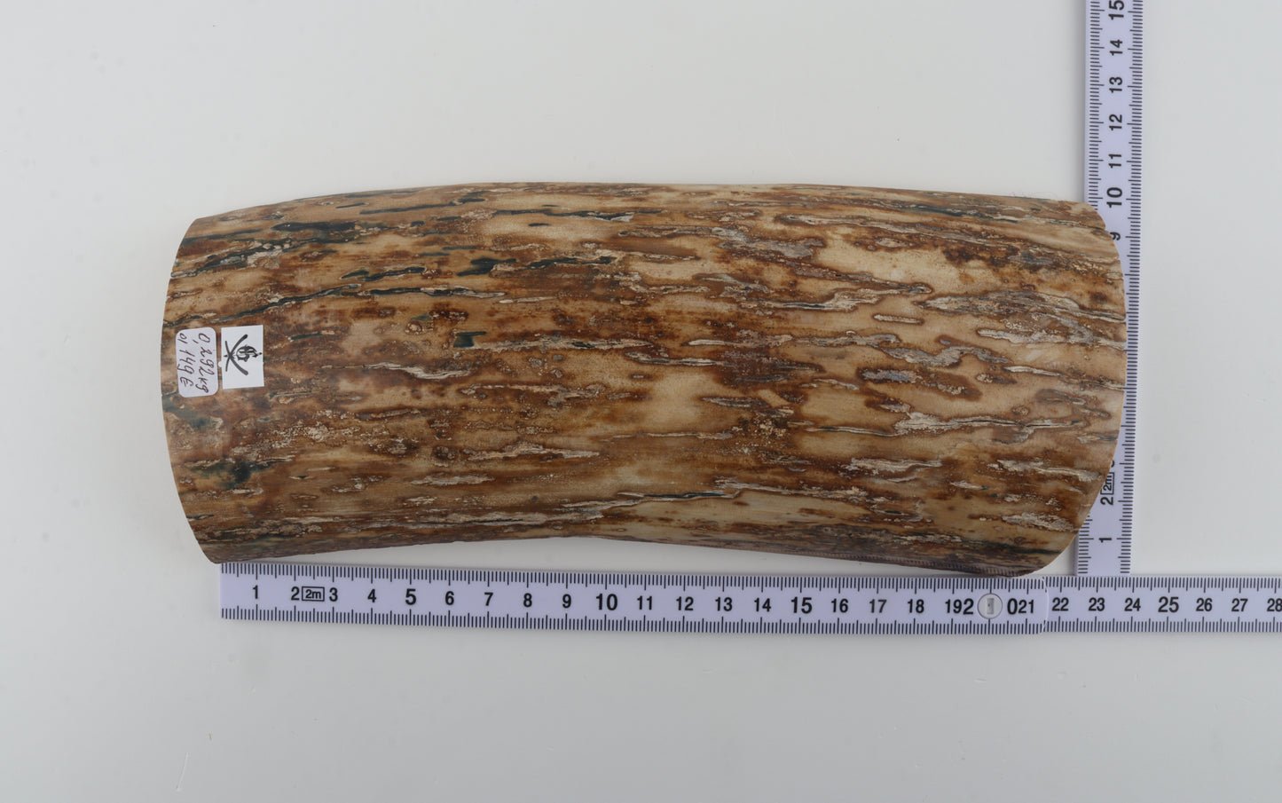 Creme-orange mammoth bark