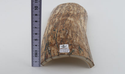 Creme-orange mammoth bark