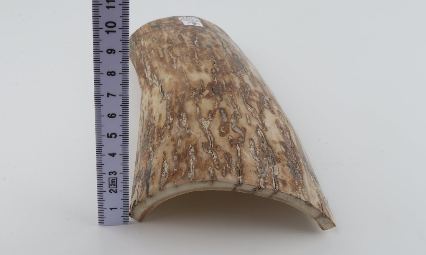 Creme-orange mammoth bark