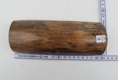 Beige mammoth bark