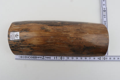 Beige mammoth bark