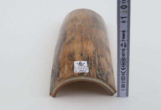Beige mammoth bark