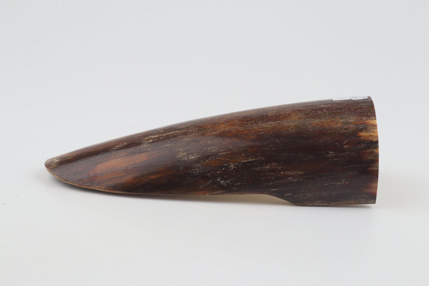 Brown mammoth bark