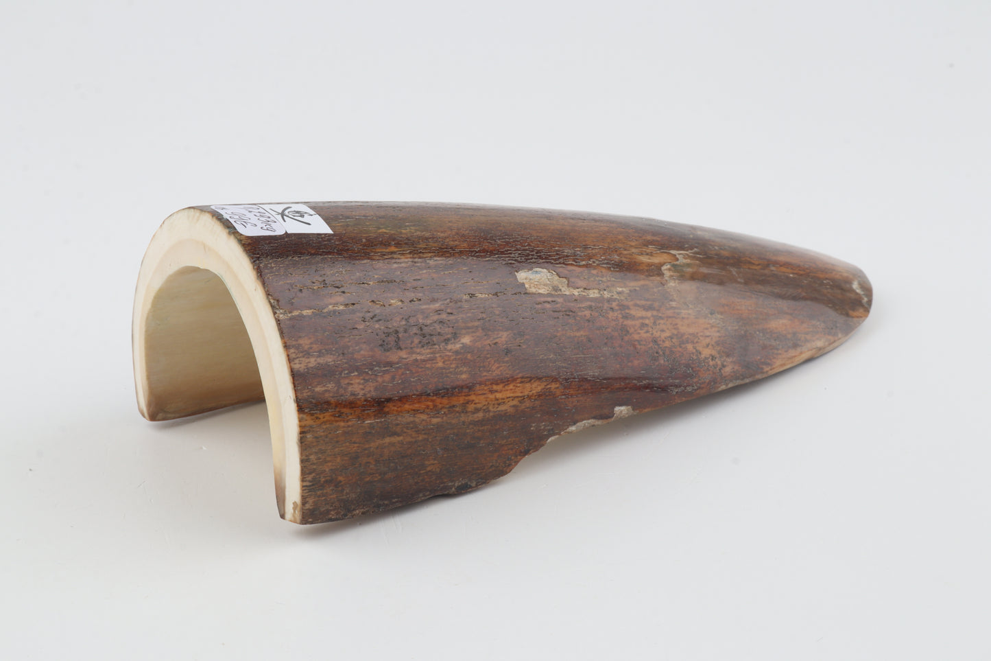 Brown mammoth bark