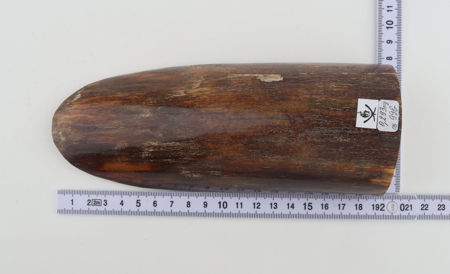 Brown mammoth bark