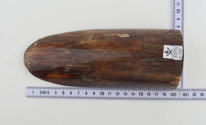 Brown mammoth bark